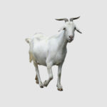 Goats-BOX