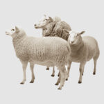 Sheep-BOX