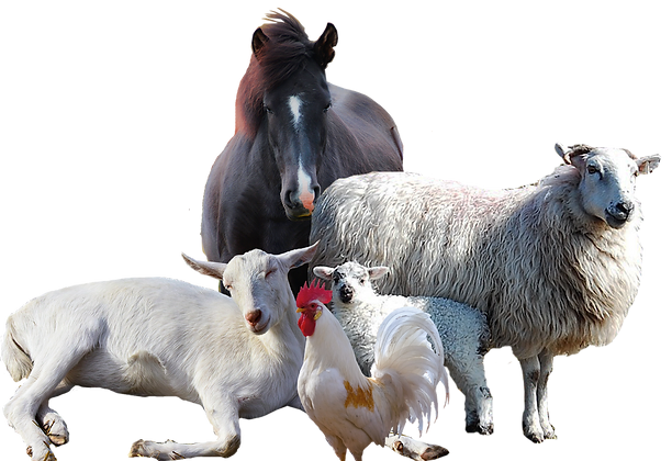 Animals_goat_chicken_Horse_sheep